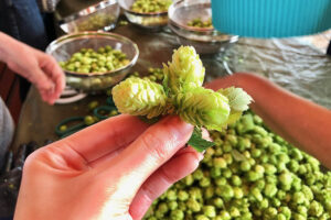 屋上栽培ホップ