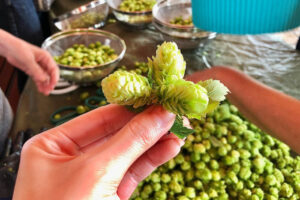 フレッシュホップ